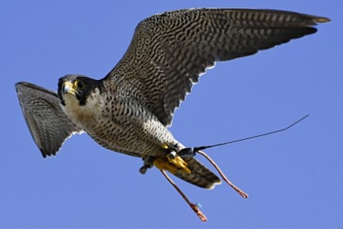 Falcão peregrino em voo